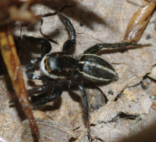 Phlegra bresnieri